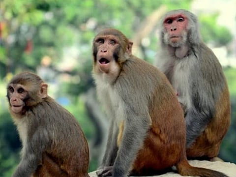 Illustrative image. The rhesus macaques - described as ‘skittish’ by police - were reported to have fled their enclosures a day earlier at a facility run by Alpha Genesis, which specialises in primate-based biomedical research.