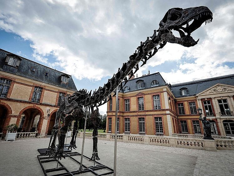 20241117 dinosaur