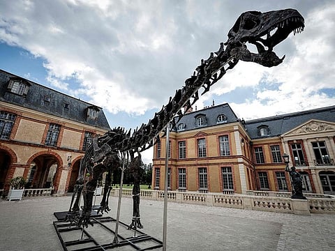 An anonymous collector snapped up the vegetarian apatosaurus.