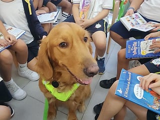 Brownie, Dubai’s reading dog: Exploring pet stories of love, healing and unbreakable friendships