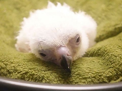 Complications from a condition known as "yolk sac retention" were the possible cause of death.