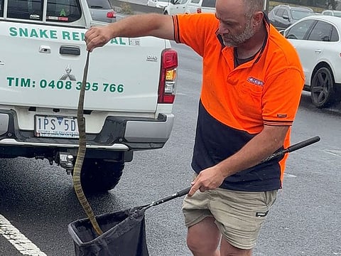 A snake handler capturing a deadly tiger snake along the Monash Freeway near Melbourne.