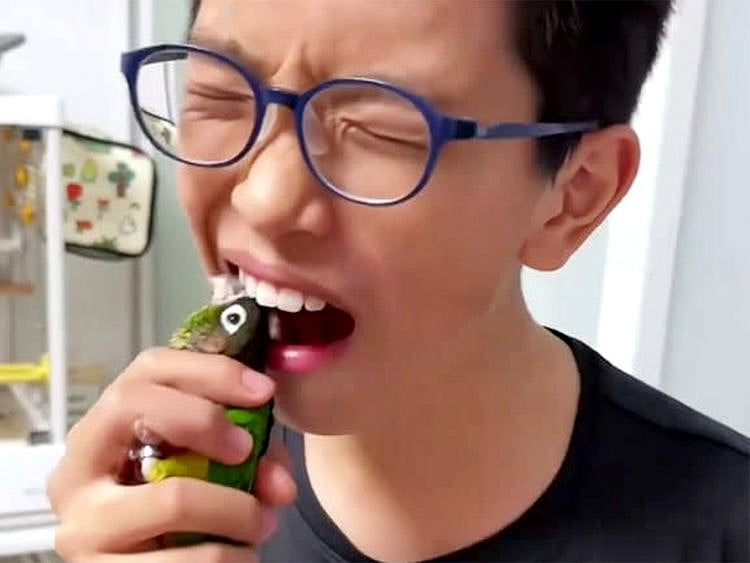 Avian dentist: Parrot removes boy’s tooth in viral clip
