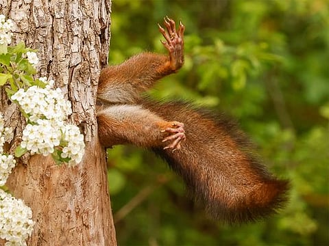 Comedy Wildlife 2024: From a stuck squirrel to a contemplating chimpanzee, hilarious photos of animals in their natural habitat
