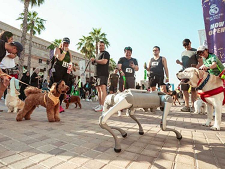 Pet Festival_image 7-1734094749733
