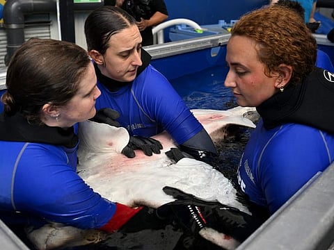 This photo taken on December 12, 2024 shows experts handling a black-and-cream leopard shark to be artificially inseminated with the sperm of wild leopard sharks, at the Sydney Aquarium in Sydney.  