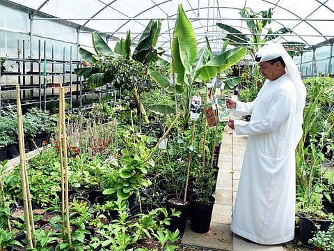 Cacao - normally found in the Amazon rainforest - is being cultivated at Wadi Dafta Plantation in Fujairah. Their seeds are the basis of making chocolate.