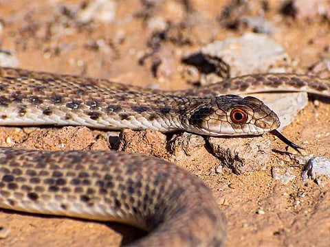 The pale-coloured snake, which can grow over a meter long, is not considered a significant threat to humans despite its venomous bite.