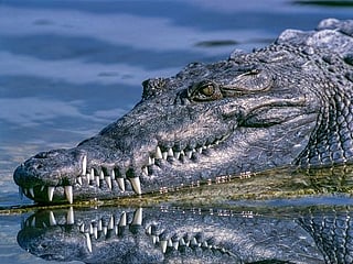 Video: Crocodile emerges with woman’s body in its jaws after fatal ‘death roll’ attack in Indonesia