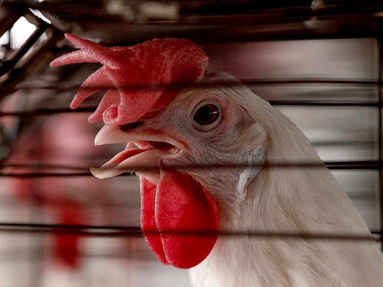 bird flu, chicken
