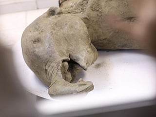 Extremely rare baby mammoth found in Siberia