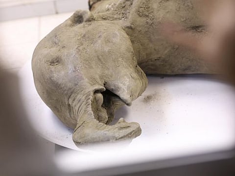 The carcass of a baby mammoth, which is estimated to be over 50,000 years old, during its presentation in Yakutsk.  