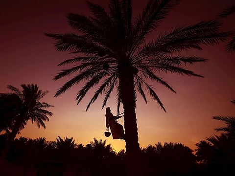 The event is set to take place from January 3 to 8, 2025 in Al Ain City
