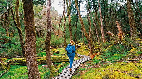 The Wukalina Walk is the Australian Tourist Board's gold standard in the growing area of indigenous tourism 