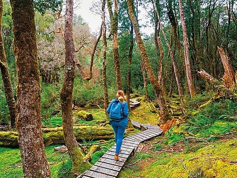 The Wukalina Walk is the Australian Tourist Board's gold standard in the growing area of indigenous tourism 