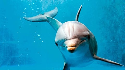 Dolphins might be some of the most sociable animals in the sea, but according to researchers their loyalty extends only as far as helping those that have come to their aid in the past 