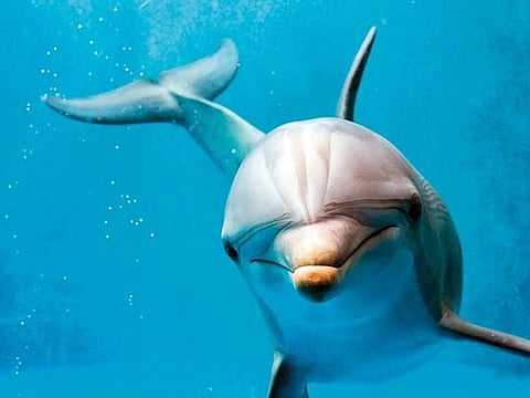 Dolphins might be some of the most sociable animals in the sea, but according to researchers their loyalty extends only as far as helping those that have come to their aid in the past 