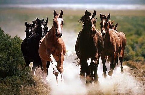 Learn new skills from the horses. 