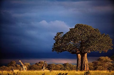 A stay in the Serengeti is an unforgettable experience. 