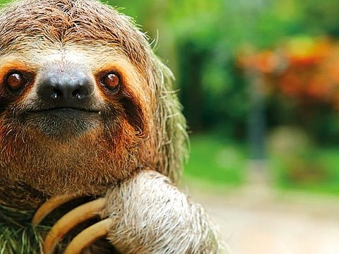 DDPE86 Closeup of a three-toed sloth, Costa Rica 
