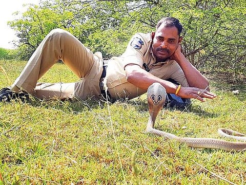 Over the past six years, Cheerla Krishna has helped some 1,350 snakes, including venomous cobras 