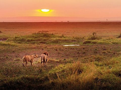 Lions have a nobility no other animal can match 