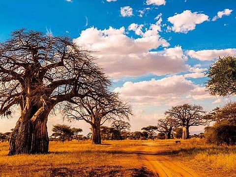 Baobab dotted landscape of the Serengeti National Park in Tanzania is a visual treat 