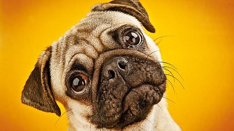 The current health problems associated with a dog that has boomed in popularity has led the researchers to conclude that, from a health perspective, pugs can no longer even be considered a “typical dog” 