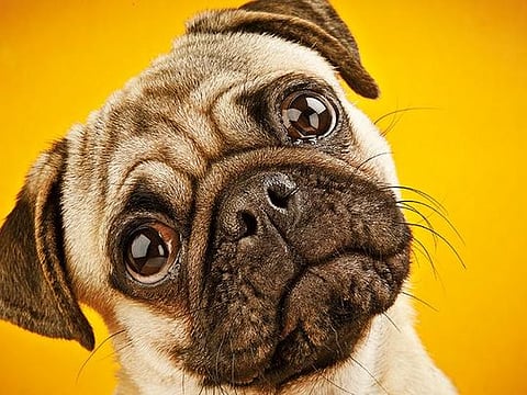 The current health problems associated with a dog that has boomed in popularity has led the researchers to conclude that, from a health perspective, pugs can no longer even be considered a “typical dog” 