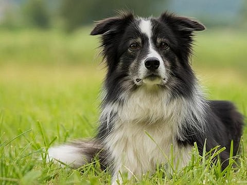As country working animals, collies need constant exercise 