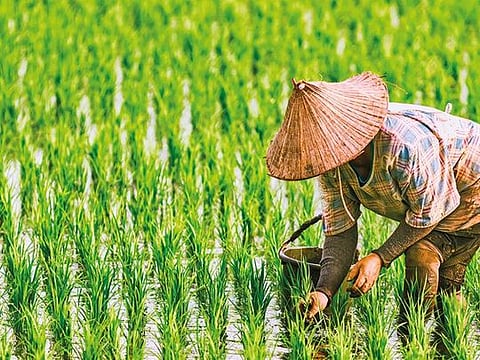 Humanity used to sustain itself on 6,000 species of plant. Now, for more than three-quarters of our calories, we gorge on just nine 