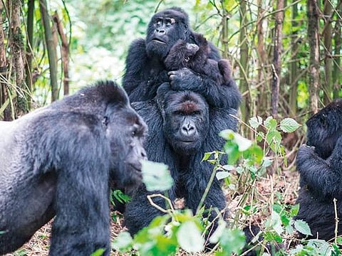 A family of mountain gorillas with two large silverback males and a baby gorilla in the DRC part of Virunga National Park 