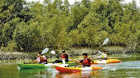 There are daily guided kayaking trips through the protected area 