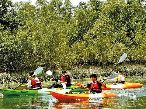 There are daily guided kayaking trips through the protected area 