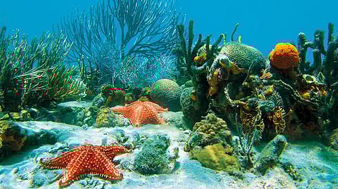 The ocean is a vast store of biodiversity, which our self-interest ought to ensure we manage well 