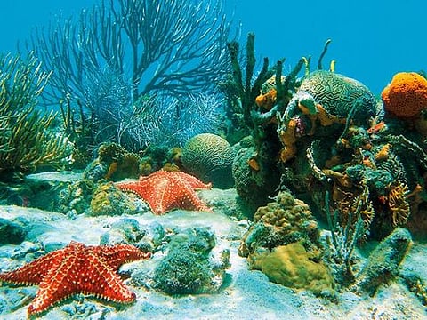 The ocean is a vast store of biodiversity, which our self-interest ought to ensure we manage well 