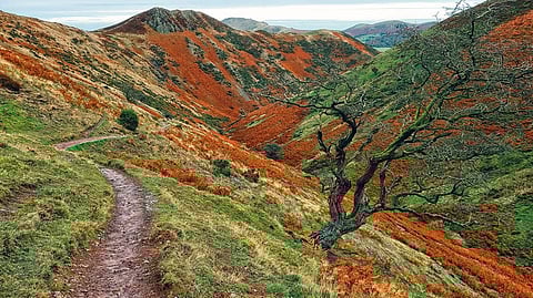 The red bracken give this narrow path along Townbrook valley, Long Mynd, Shropshire Hills, England, UK a mystical haunting vibe 