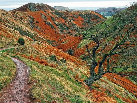 The red bracken give this narrow path along Townbrook valley, Long Mynd, Shropshire Hills, England, UK a mystical haunting vibe 