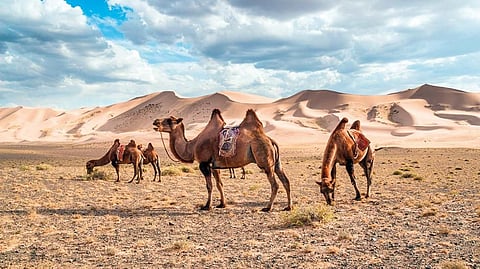 This remarkable double-humped animal has managed to survive for centuries by drinking salt water and snow that blows in from Siberia 
