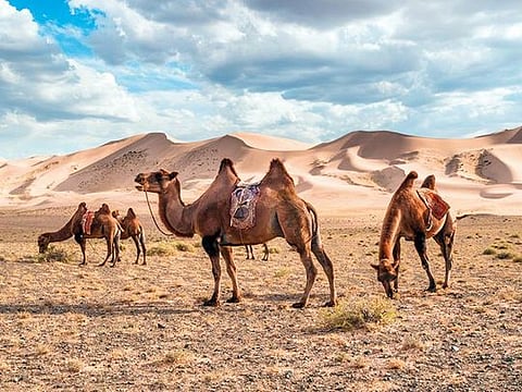 This remarkable double-humped animal has managed to survive for centuries by drinking salt water and snow that blows in from Siberia 