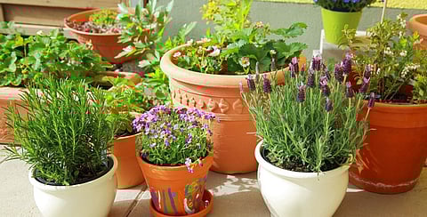 Eco friendly plant pots in garden