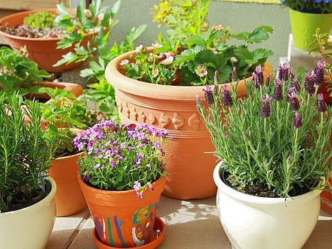 Eco friendly plant pots in garden