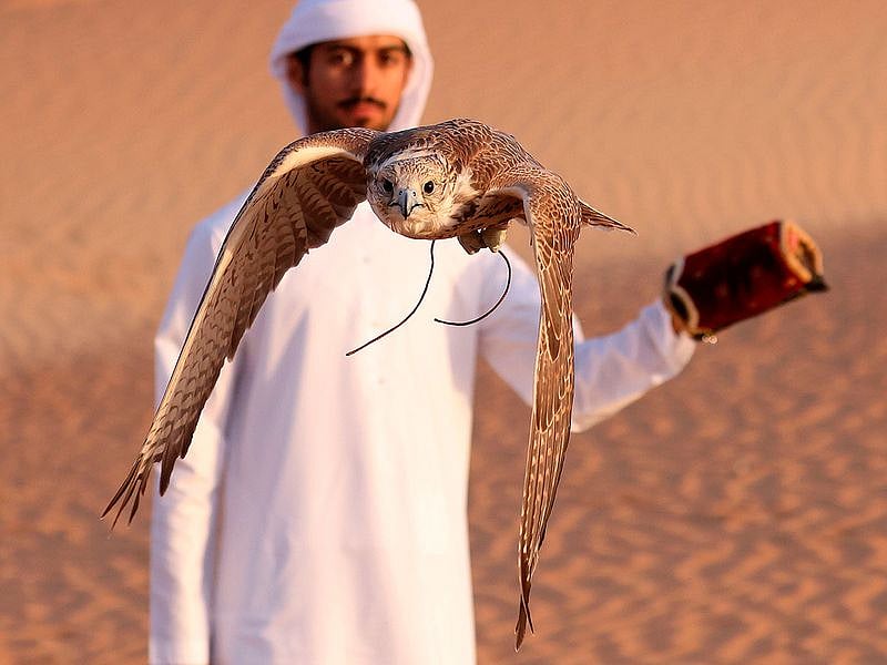 Falcons 