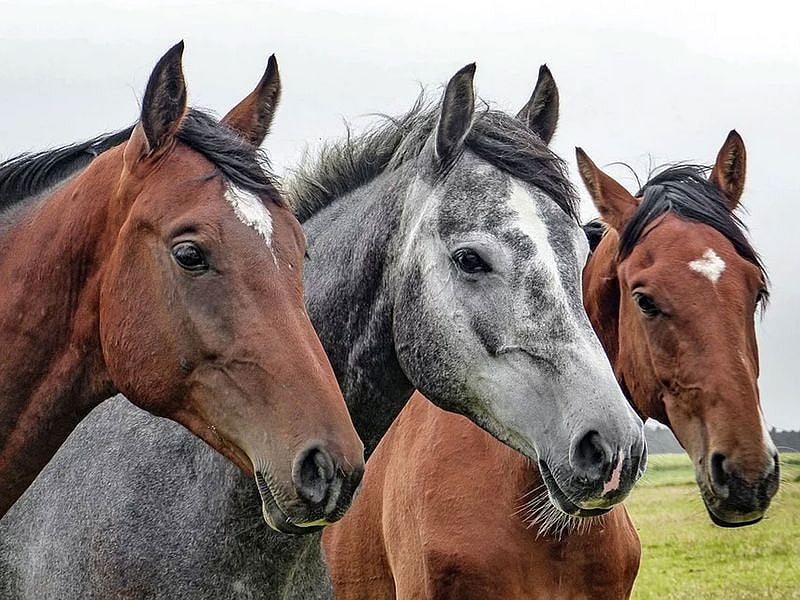 Horses