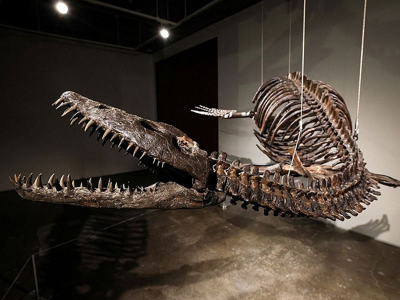 Photos: Dinosaur bones evoking Loch Ness monster to be auctioned