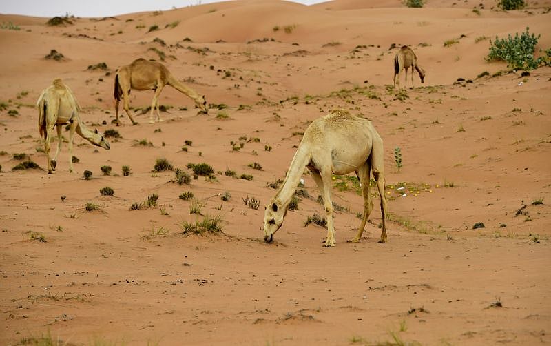 GREEN Al Dhaid VIRENDRA 33-1642778204879