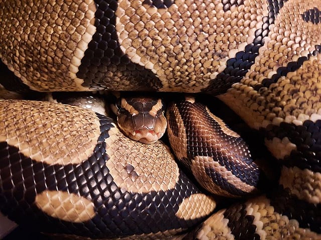 Giant python hangs 100 feet in the air for 10 hours before rescue