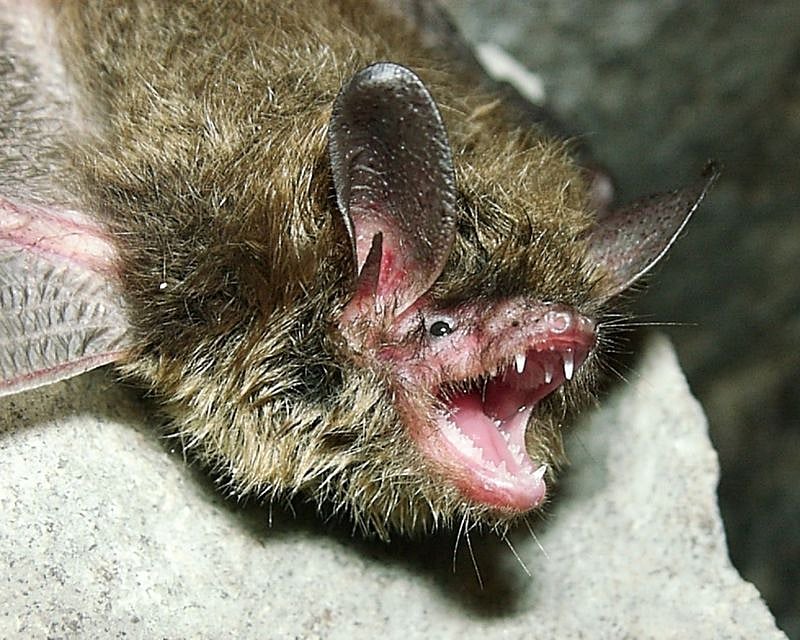Australian man dies after 'extremely rare' bat virus bite