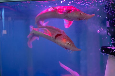 Albino Fish Caviar sold for Dh70,000 per kg at aqua culture event at ...
