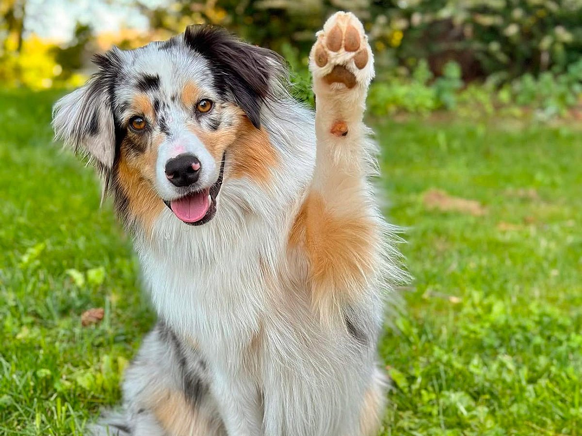Meet Promise, the Australian Shepherd who masters every household chore